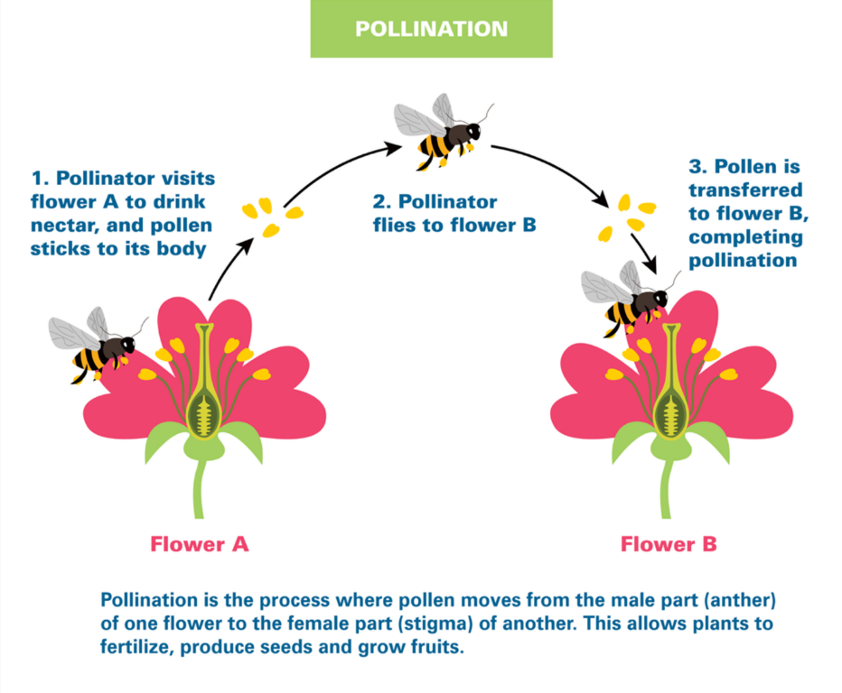Pollinators.png