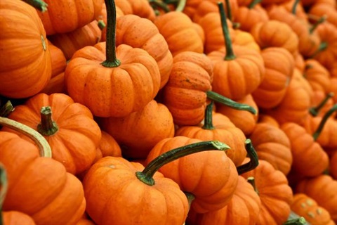 a bunch of tiny pumpkins