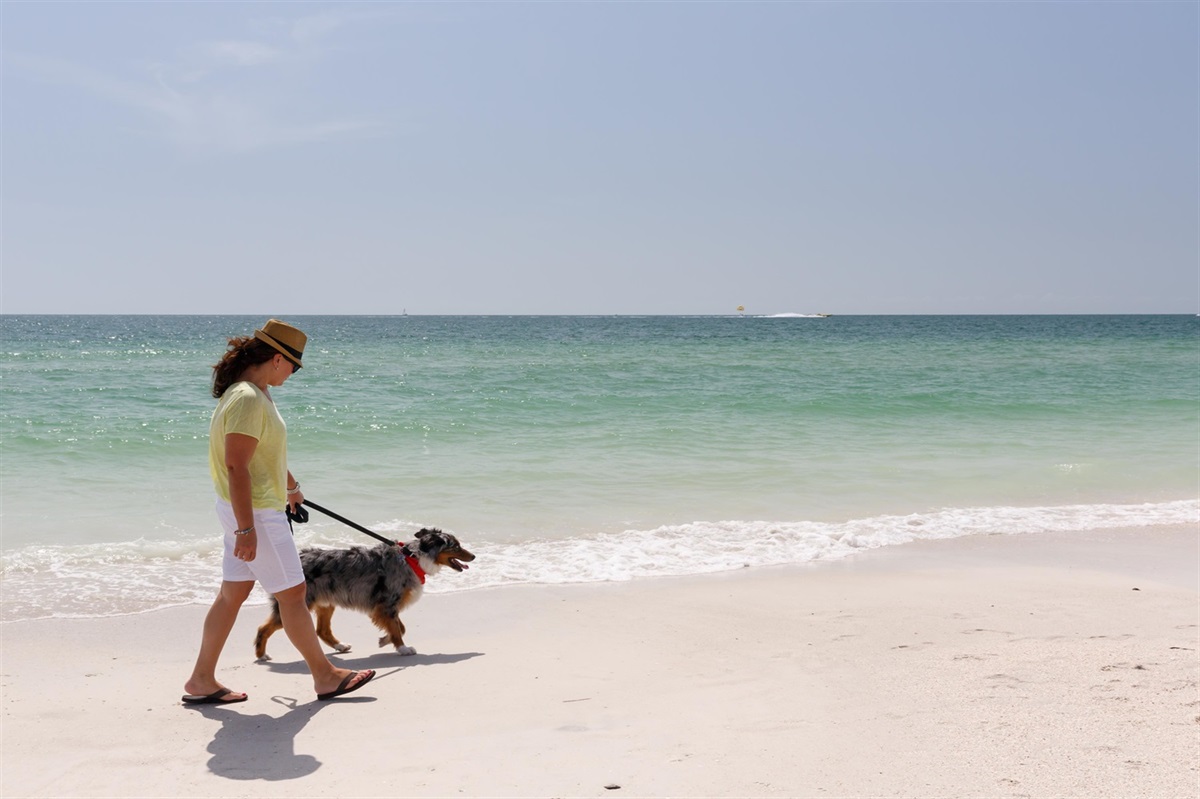 Pets on Clearwater Beach City of Clearwater