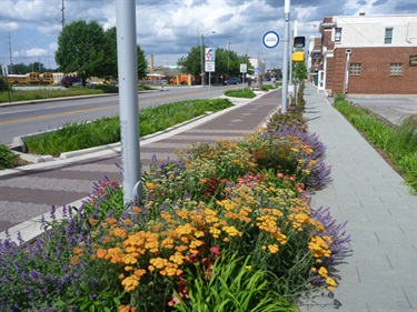 Stormwater Planters Flowers