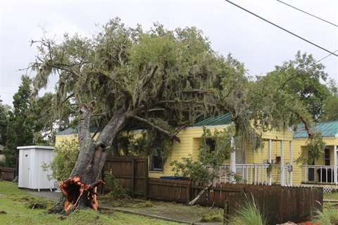 tree-uprooted-onto-house.jpg