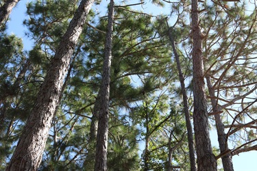 Trees at glenwood park