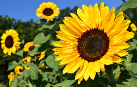 Sunflowers.
