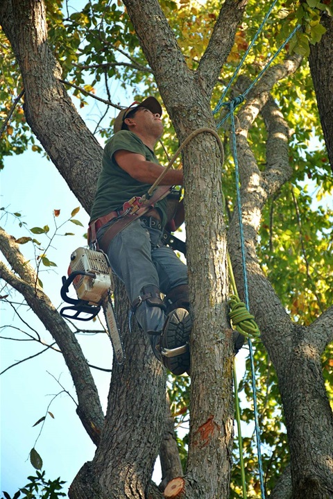 Man standing on a branch of a tree while trimming another branch.