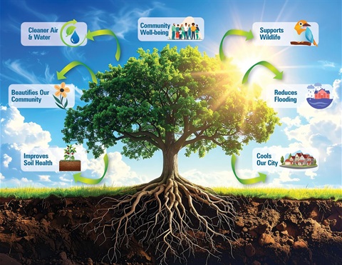 Illustration of a large tree highlighting its benefits, including cleaner air and water, improved soil health, community beautification, well-being, wildlife support, reduced flooding and cooler cities.