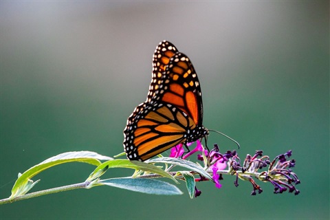 Monarch butterfly on flower