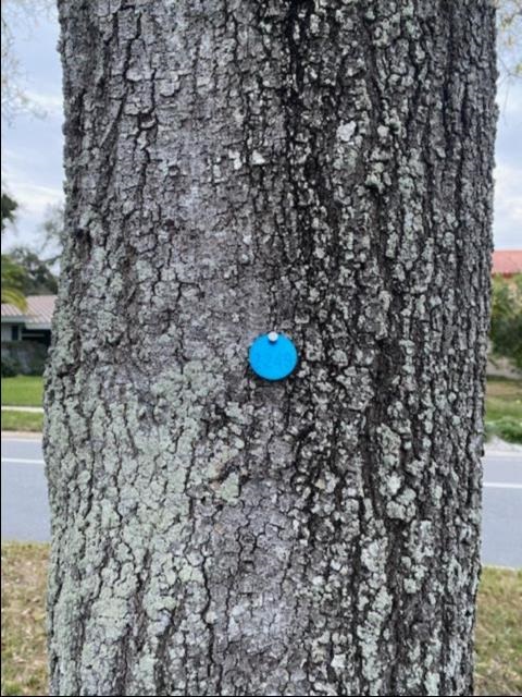 Blue Tree Tag.jpg