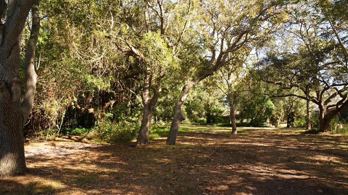 a park with trees and grass