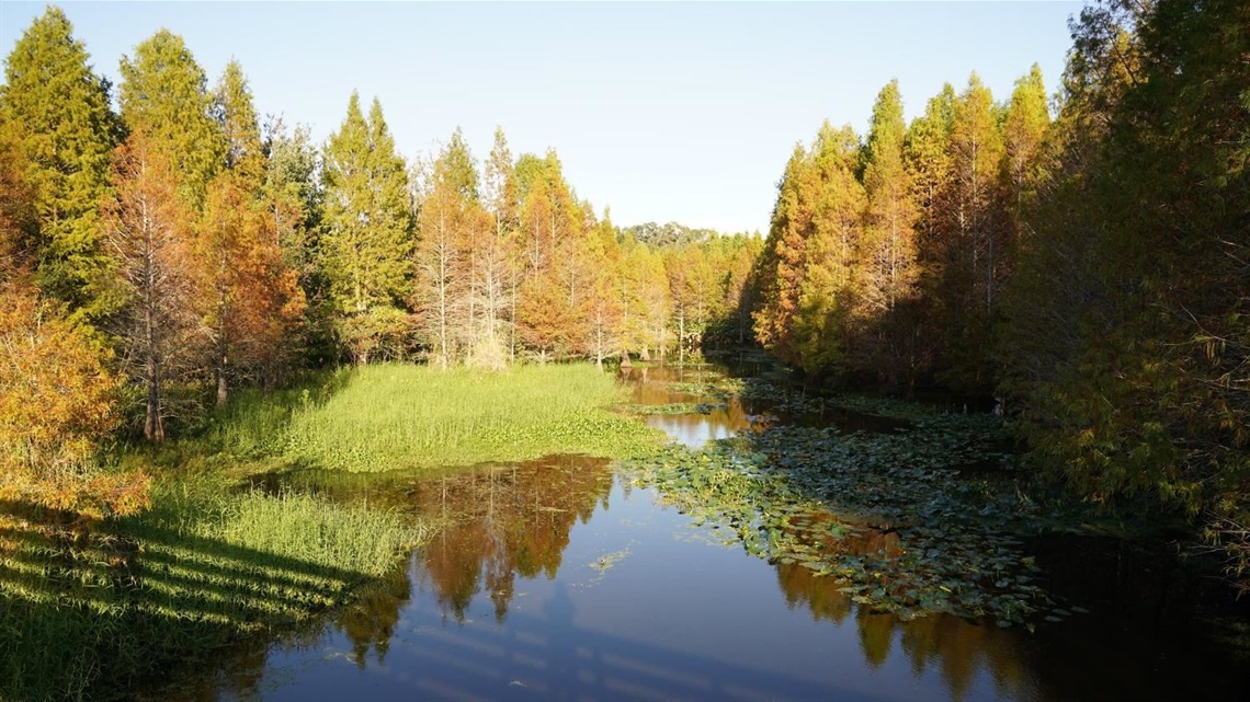 Image of Kapok Park 2024